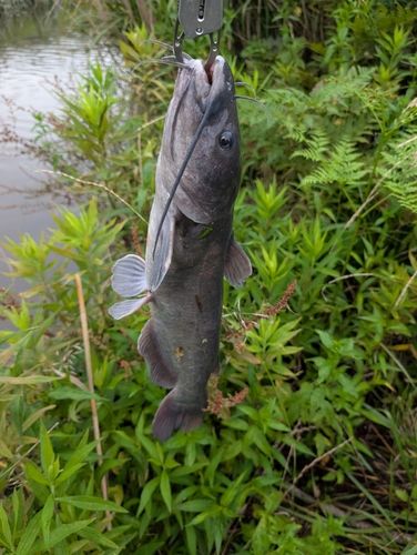 アメリカナマズの釣果