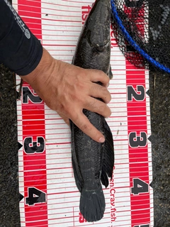 ライギョの釣果