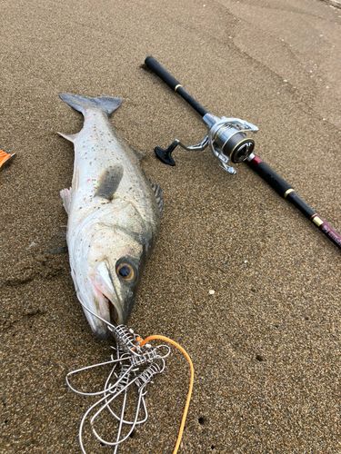 スズキの釣果