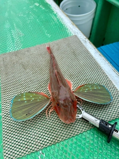 ホウボウの釣果