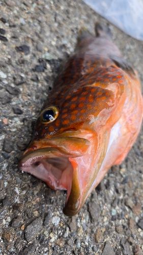 キジハタの釣果