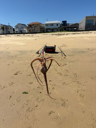 タコの釣果