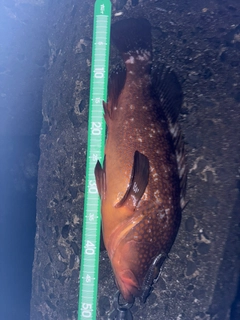 アコウの釣果