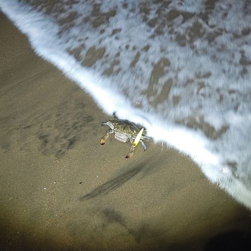 カニの釣果