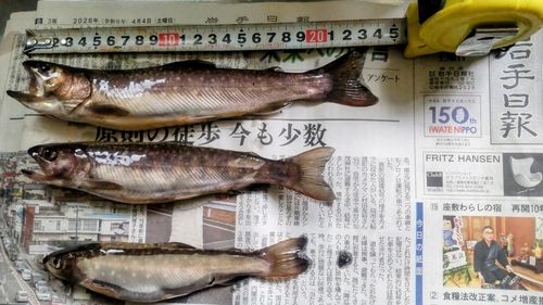 イワナの釣果