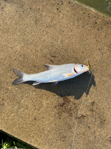 ニゴイの釣果
