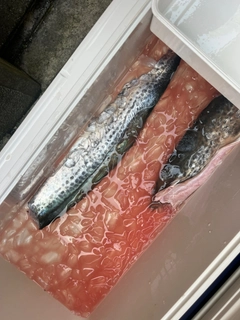 サワラの釣果