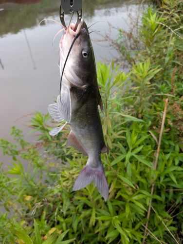 アメリカナマズの釣果