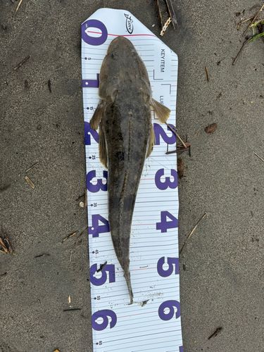 マゴチの釣果