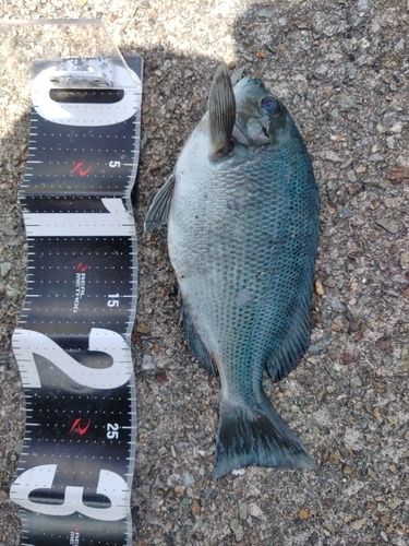 メジナの釣果