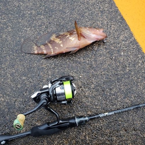 キジハタの釣果