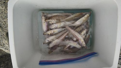 キスの釣果