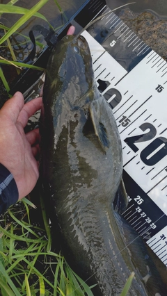 ナマズの釣果