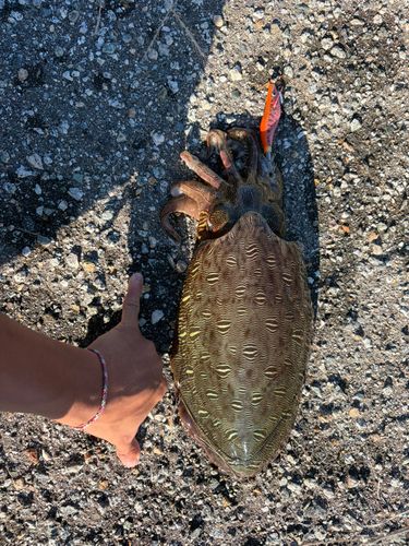 モンゴウイカの釣果