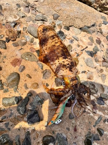 アオリイカの釣果