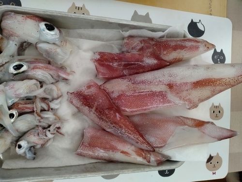 アカイカの釣果