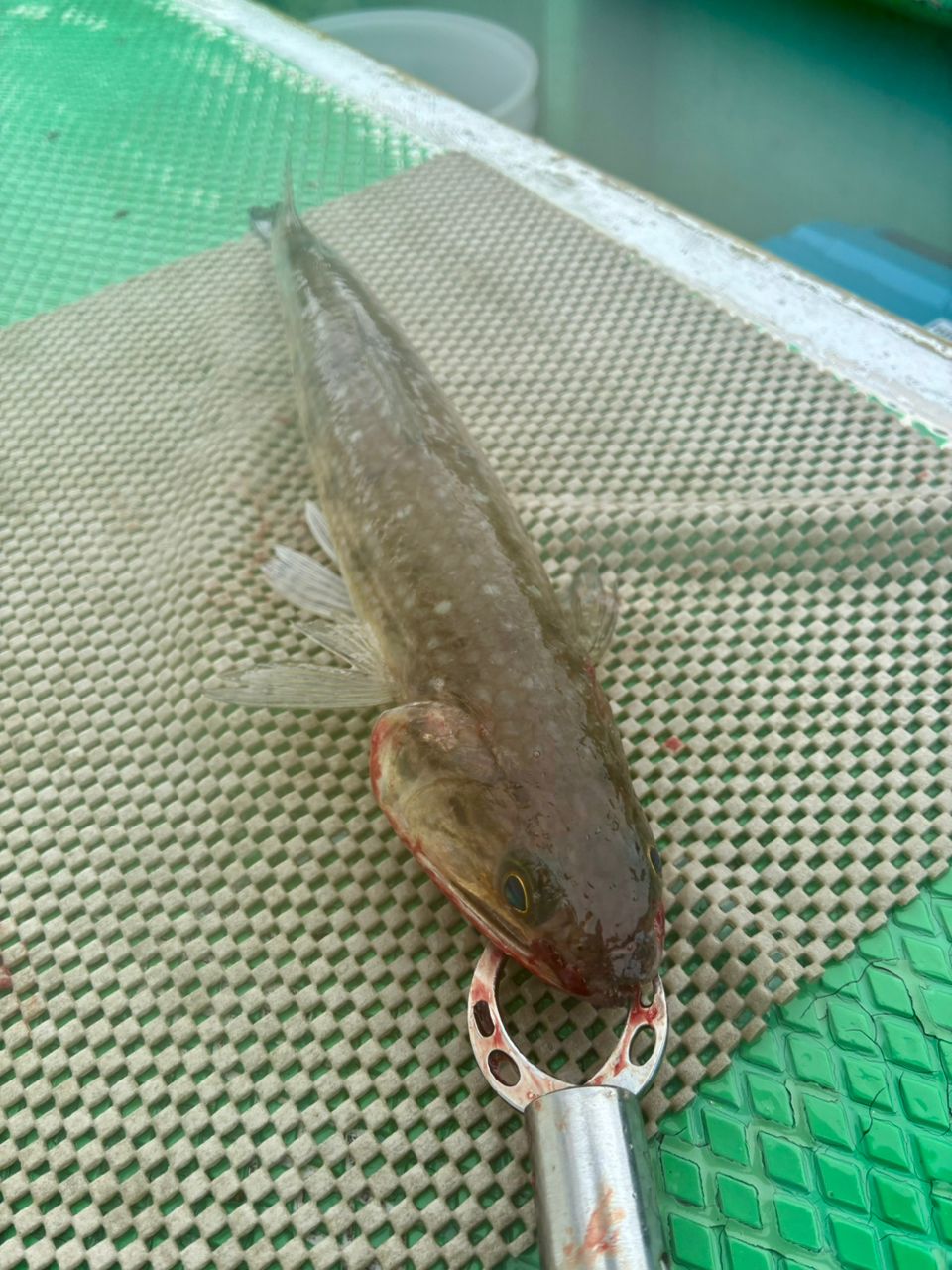 SHIMANO 22炎月 SS フルソリッドモデル B60ML-FS/RIGHTの最安値