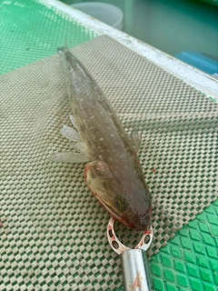 エソの釣果