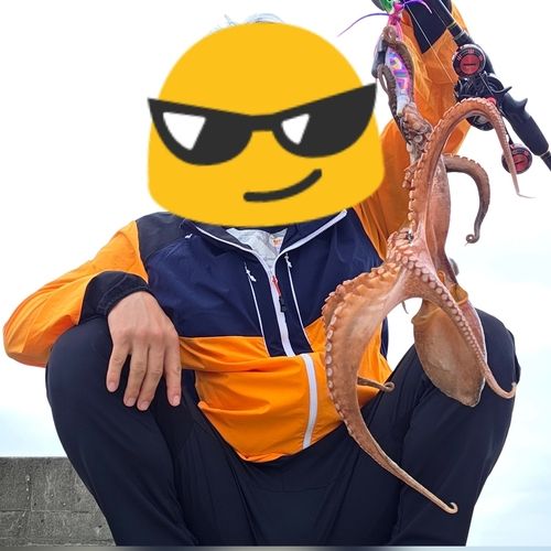 マダコの釣果