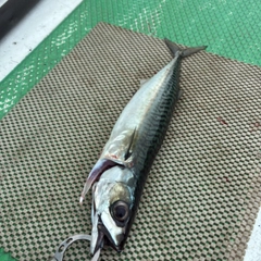 サバの釣果