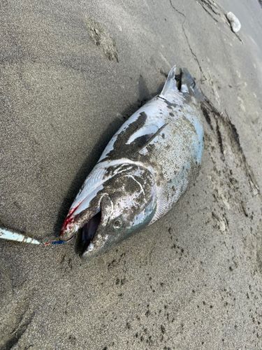 サクラマスの釣果