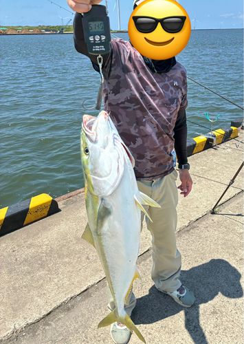 ブリの釣果