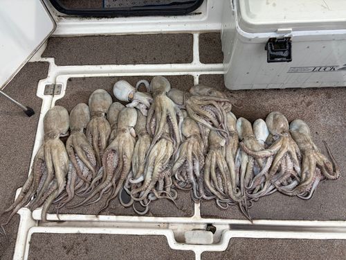 タコの釣果