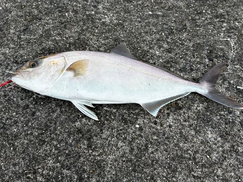 ネリゴの釣果