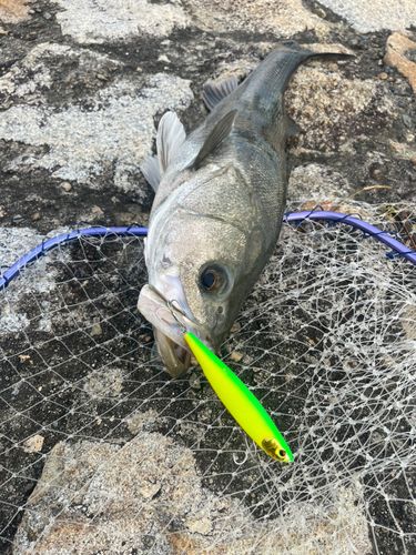 セイゴ（マルスズキ）の釣果