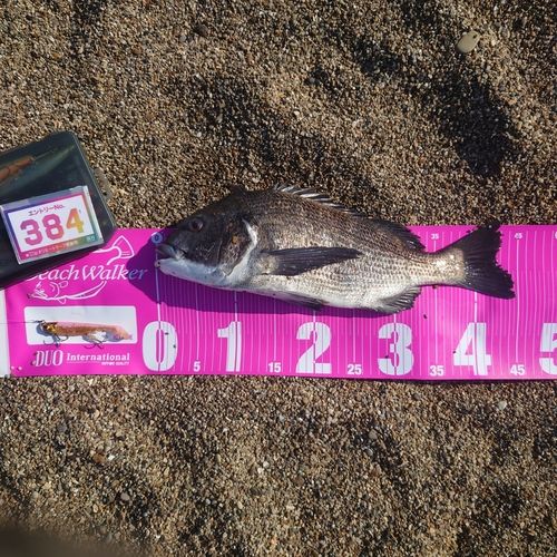 クロダイの釣果