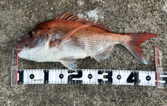 アコウの釣果