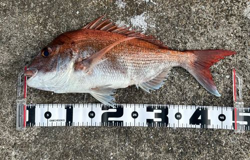 アコウの釣果