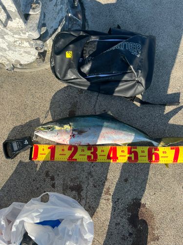 イナダの釣果