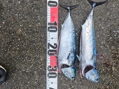 ソウダガツオの釣果