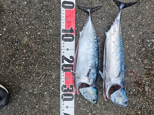 ソウダガツオの釣果