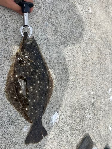 ヒラメの釣果