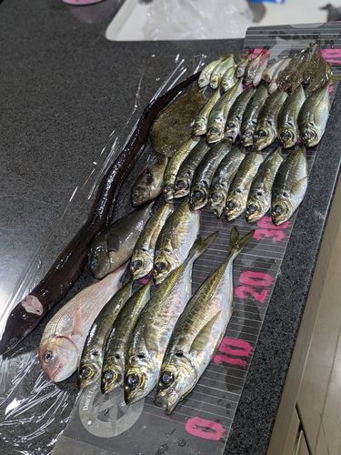 アジの釣果