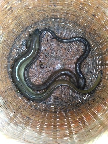 ウナギの釣果