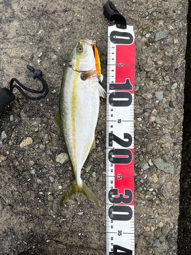 釣果