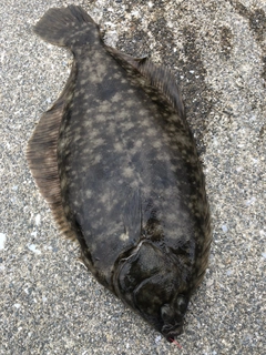 マコガレイの釣果