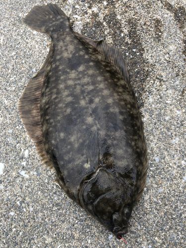 マコガレイの釣果