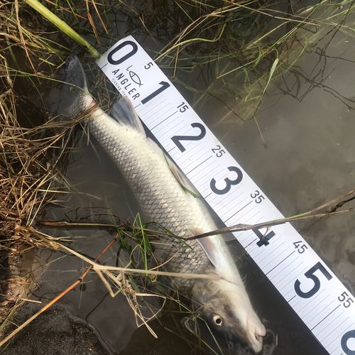 ニゴイの釣果