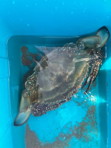 ガザミの釣果