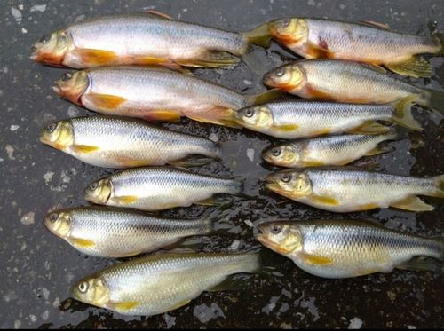 カワムツの釣果