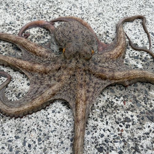 マダコの釣果