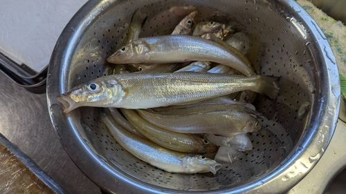 キスの釣果