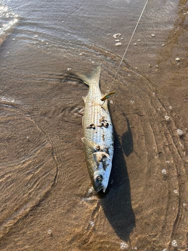 ボラの釣果