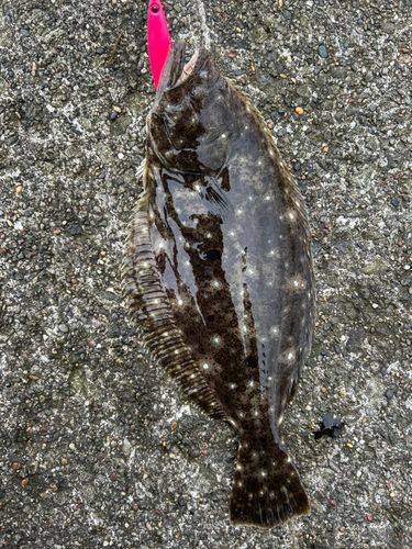 ヒラメの釣果