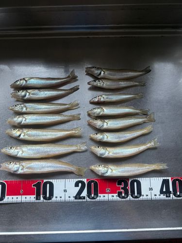 釣果