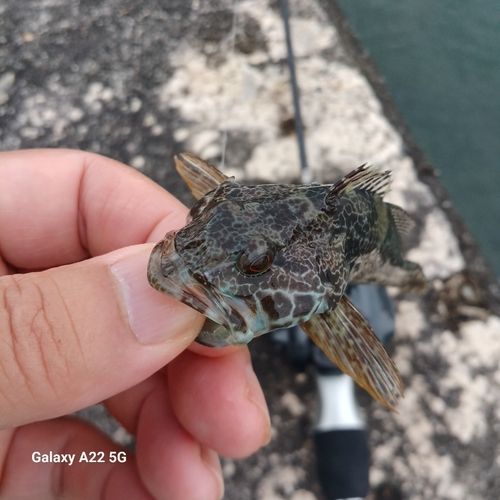 アナハゼの釣果